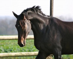 horse Fernando 621 (Hanoverian, 2004, from Fishermans Friend)