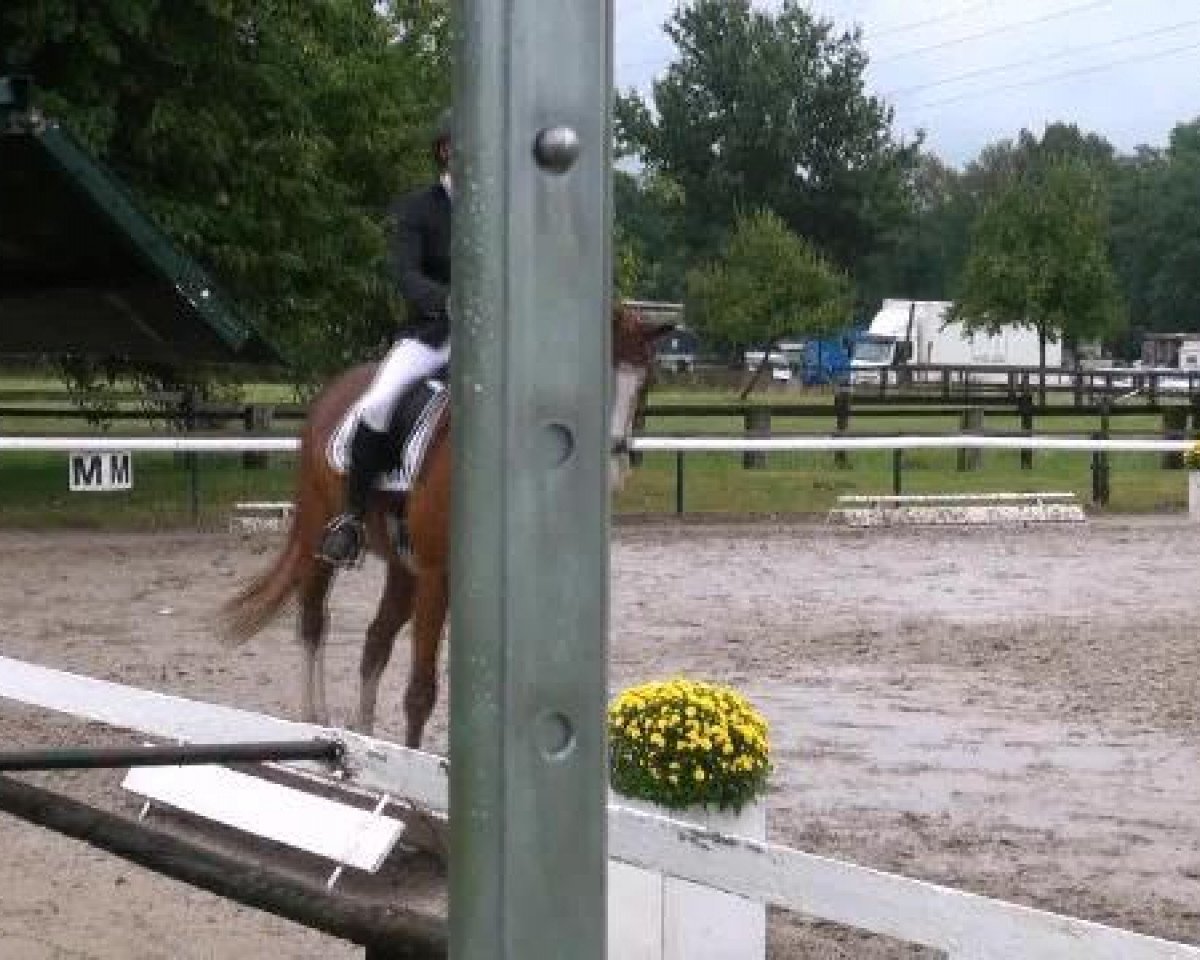 dressage horse Rossandro (Oldenburg, 2006, from Rousseau)