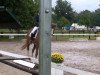 dressage horse Rossandro (Oldenburg, 2006, from Rousseau)