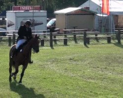 jumper Con Calvaro (Oldenburg show jumper, 2006, from Calvaro Z)