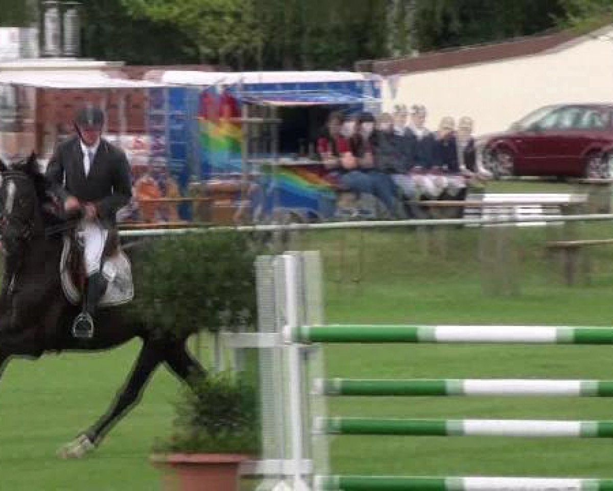 Pferd Shaitan 34 (Hannoveraner, 2007, von Shalimaro)