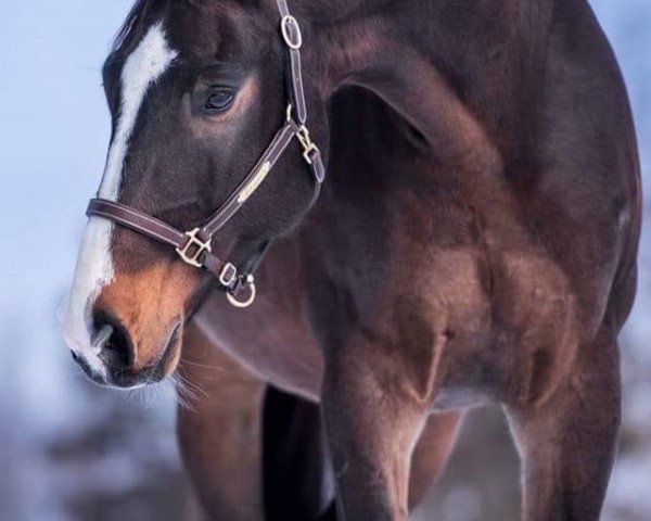 jumper Lennox (German Sport Horse, 2004, from Loreto)