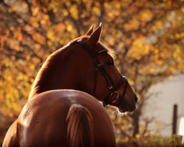 horse Butterfly's Trust (Hanoverian, 2003, from Buddenbrock)