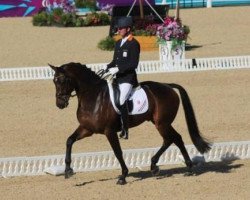 dressage horse Alphaville (KWPN (Royal Dutch Sporthorse), 2005, from Sandreo)