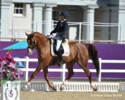 dressage horse FBW Rainman (Württemberger, 2002, from Rubicell)