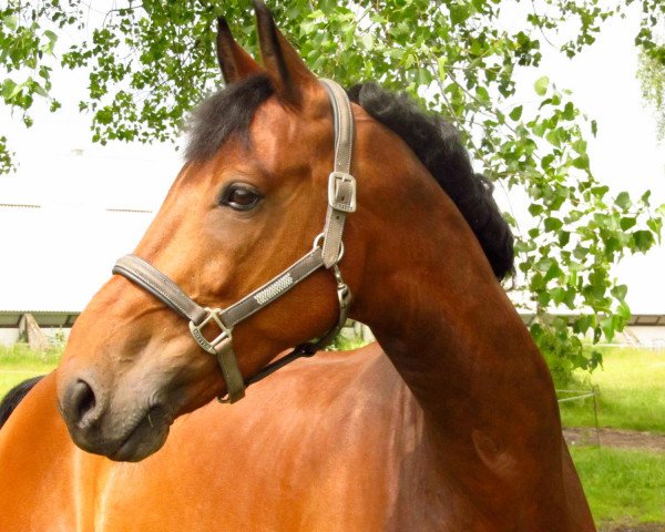 Pferd Viktor 77 (Ungarisches Warmblut, 2003, von Niels)