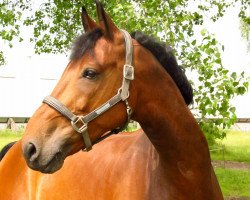 Pferd Viktor (Ungarisches Warmblut, 2003, von Niels)