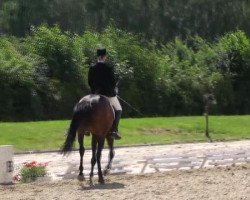 dressage horse Vivienne (Westphalian, 1996, from Vif-Argent xx)