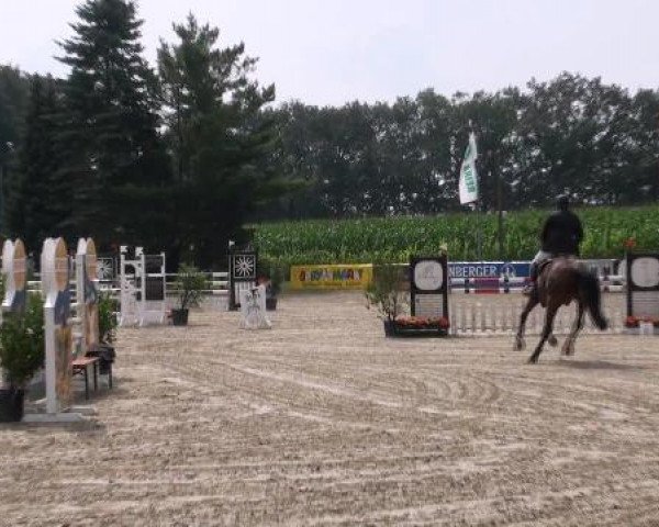 Springpferd Vitalis 7 (Westfale, 2007, von Vulkano FRH)