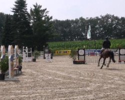 Springpferd Vitalis 7 (Westfale, 2007, von Vulkano FRH)