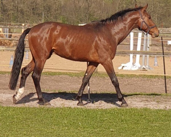 dressage horse Rocky (Holsteiner, 2019, from Rock Forever NRW)