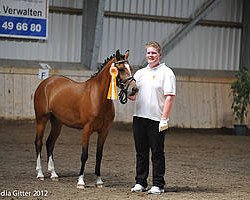 broodmare Emma TM (Black Forest Horse, 2008, from Wildhüter)