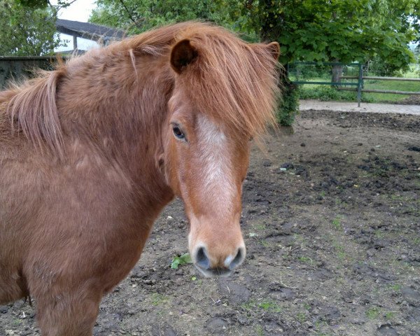 Pferd Soeren (Islandpferd, 1994, von Hjoertur vom Erlengrund)