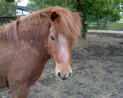 horse Soeren (Iceland Horse, 1994, from Hjoertur vom Erlengrund)