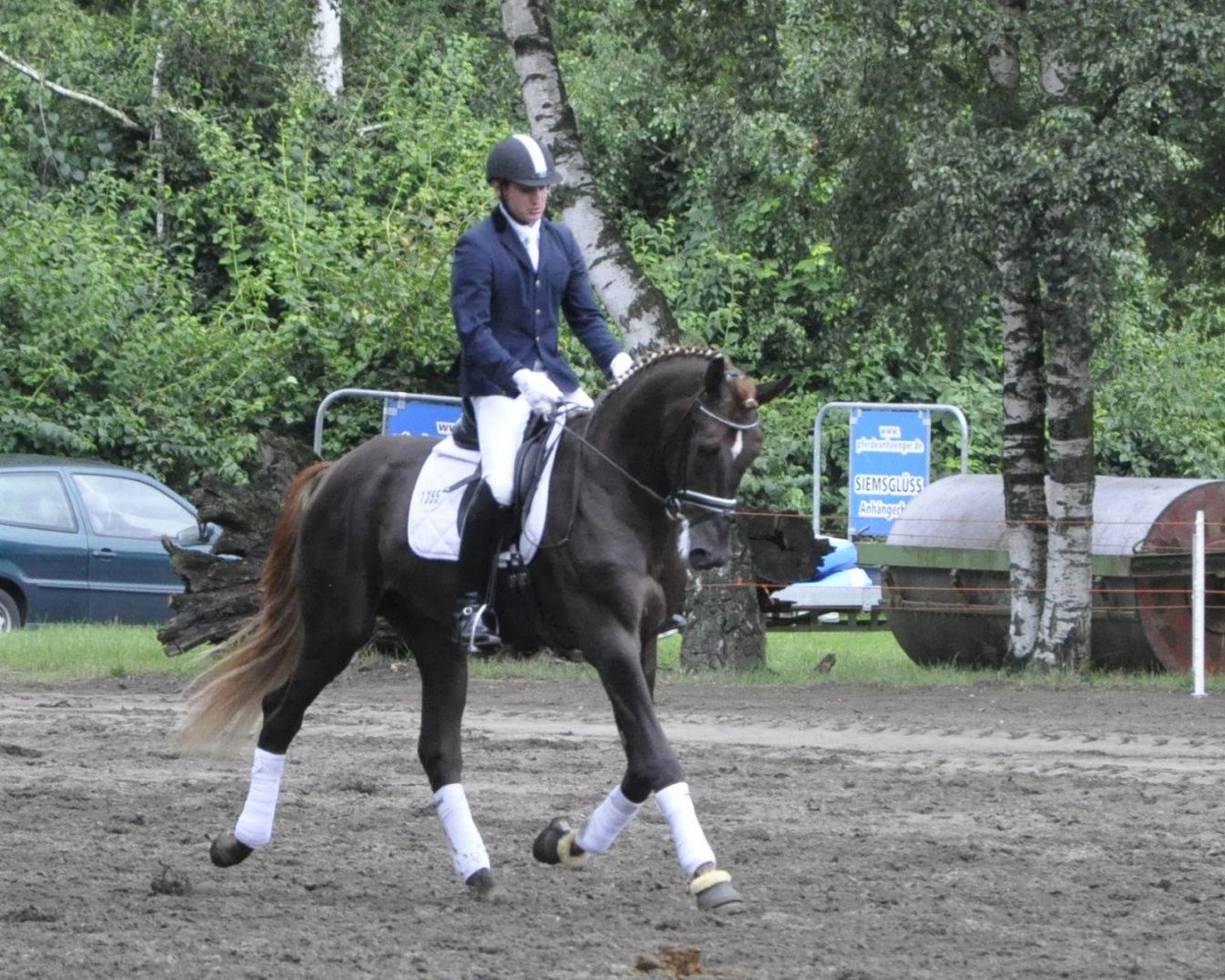 stallion Fürst Nymphenburg II (Hanoverian, 2009, from Florencio I)