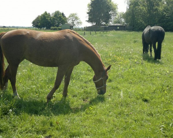 horse Zara (Westphalian, 2001, from Hengst von Antares)