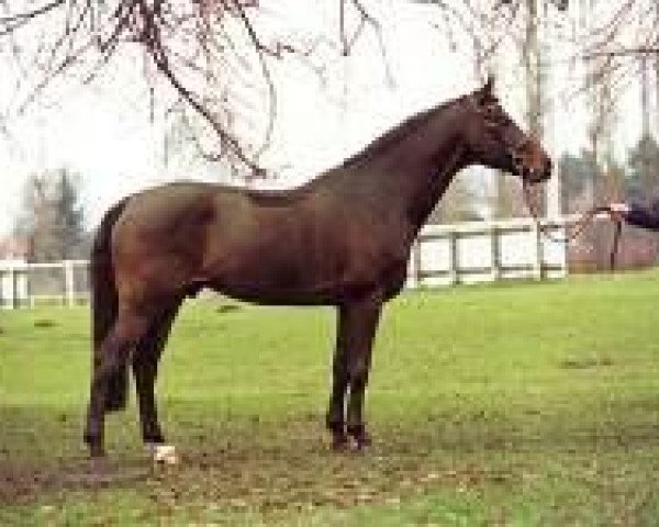 stallion Landstreicher (Holsteiner, 1991, from Landgraf I)