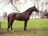stallion Landstreicher (Holsteiner, 1991, from Landgraf I)