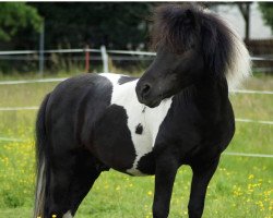 dressage horse Pirat (Shetland Pony, 2004, from Putz)