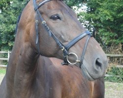 broodmare Willow la Piccola Stella (Hanoverian, 2002, from Woronow)