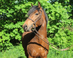 Pferd Pintados Thors Sten (Knabstrupper, 2019, von EH, LH Thorgal von Eiderstedt)