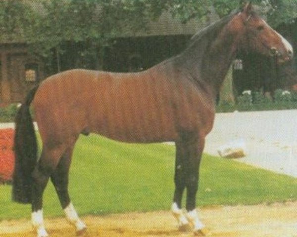 stallion Piquet (Westphalian, 1985, from Pilot)