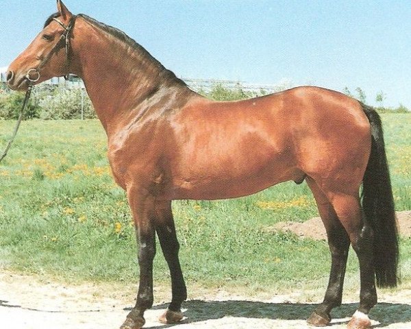 stallion Lehar (Holsteiner, 1979, from Ladykiller xx)