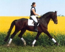 stallion Regardez (Hanoverian, 1996, from Regazzoni)