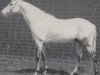 stallion Octavo xx (Thoroughbred, 1966, from Miralgo xx)