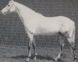 stallion Octavo xx (Thoroughbred, 1966, from Miralgo xx)