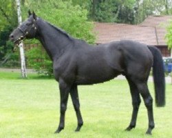 stallion Diamante xx (Thoroughbred, 1997, from Acatenango xx)