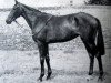 broodmare Thicket xx (Thoroughbred, 1947, from Nasrullah xx)