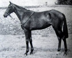 broodmare Thicket xx (Thoroughbred, 1947, from Nasrullah xx)