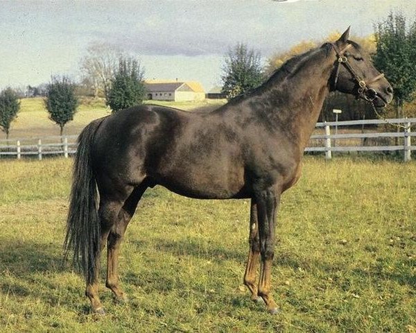 stallion Hornbeam xx (Thoroughbred, 1953, from Hyperion xx)