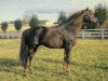 stallion Hornbeam xx (Thoroughbred, 1953, from Hyperion xx)