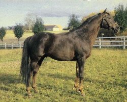 stallion Hornbeam xx (Thoroughbred, 1953, from Hyperion xx)