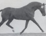 stallion Ecuador xx (Thoroughbred, 1965, from Hornbeam xx)