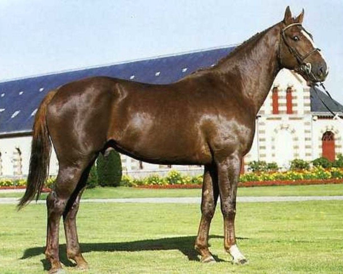 Deckhengst Saphir d'Elle (Selle Français, 1984, von Grand Veneur)