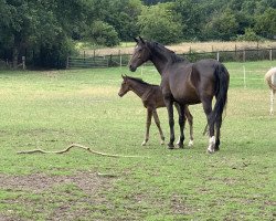 broodmare Elementary (Holsteiner, 2012, from Canto)