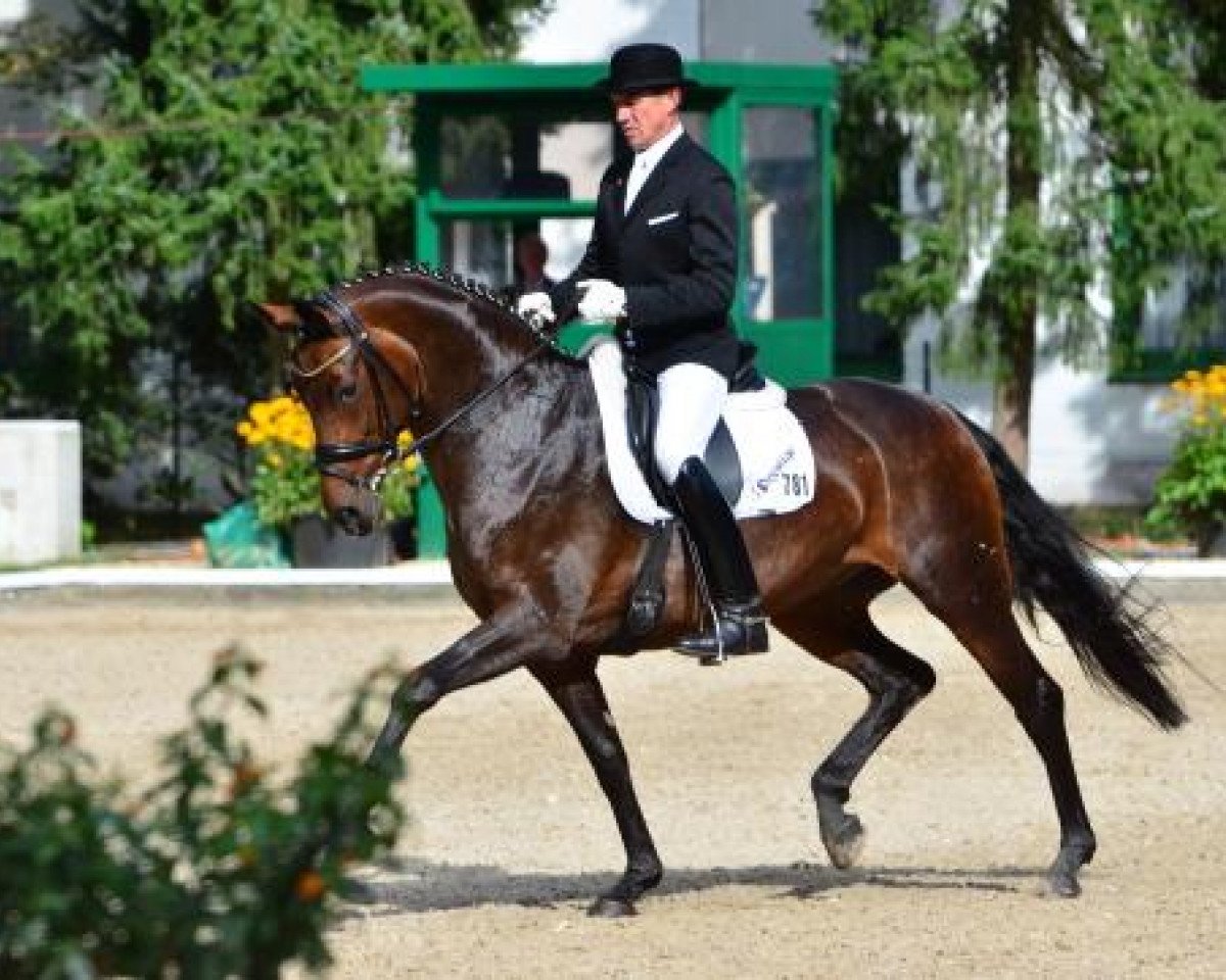 Zuchtstute Sissy v.d.Heide (Westfale, 2006, von Sandro Hit)