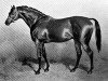 stallion Rosebery xx (Thoroughbred, 1872, from Speculum xx)