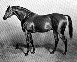 stallion Rosebery xx (Thoroughbred, 1872, from Speculum xx)