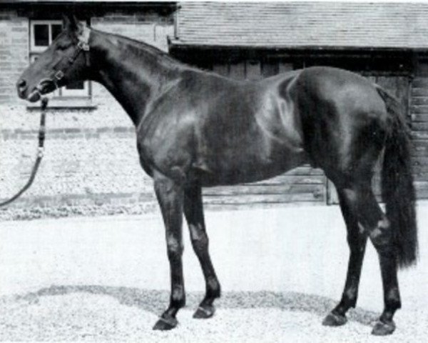 stallion Match xx (Thoroughbred, 1958, from Tantième xx)