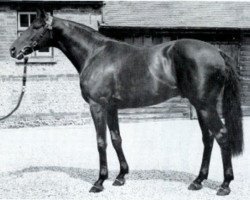 Deckhengst Match xx (Englisches Vollblut, 1958, von Tantième xx)