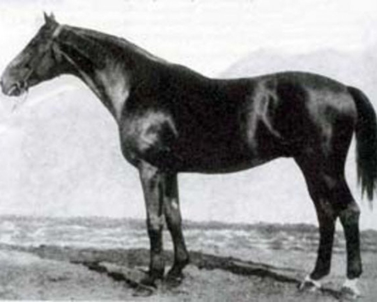 Deckhengst Astor 250 (Trakehner, 1922, von Wolkenflug)