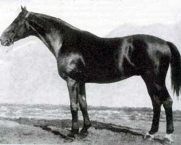 stallion Astor (Trakehner, 1922, from Wolkenflug)