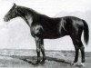 stallion Astor (Trakehner, 1922, from Wolkenflug)