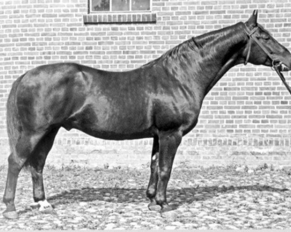 horse Polarstern (Trakehner, 1930, from Astor)