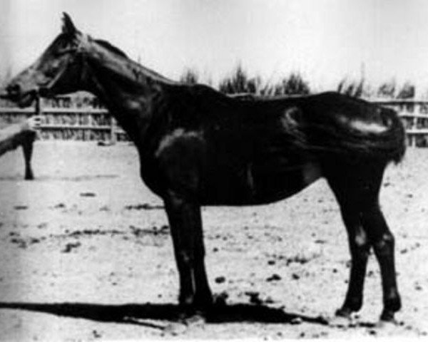 Zuchtstute Poprawka (Russisch Trakehner, 1950, von Piligrim)