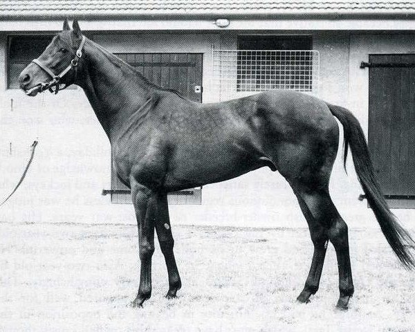 stallion Hugh Lupus xx (Thoroughbred, 1952, from Djebel xx)